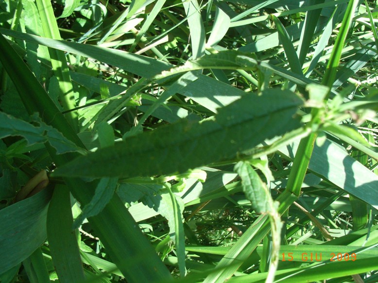 lungo il canale - Stachys palustris